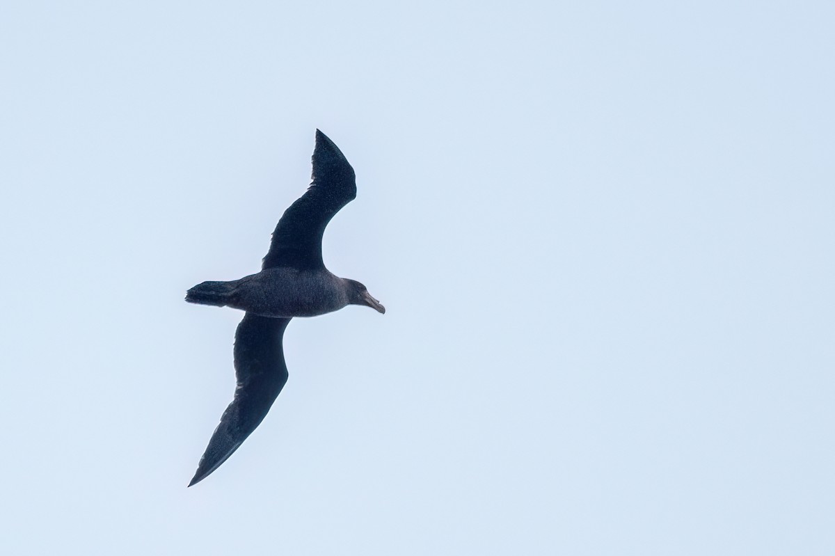 Kuzey Dev Fırtınakuşu - ML646060026