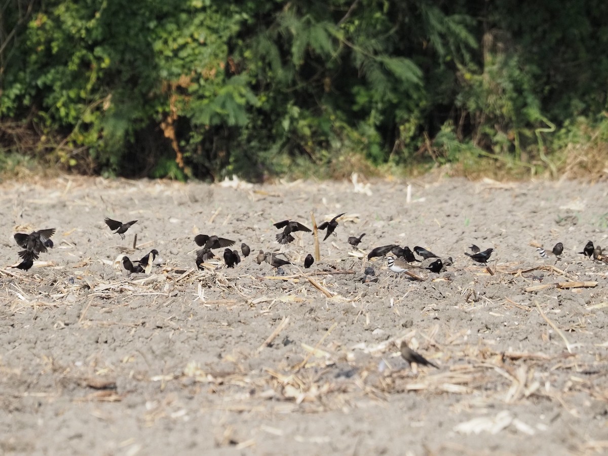 Красноглазый трупиал - ML646060028