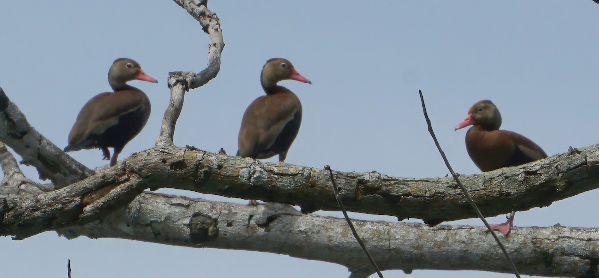 Black-bellied Whistling-Duck - ML646060029
