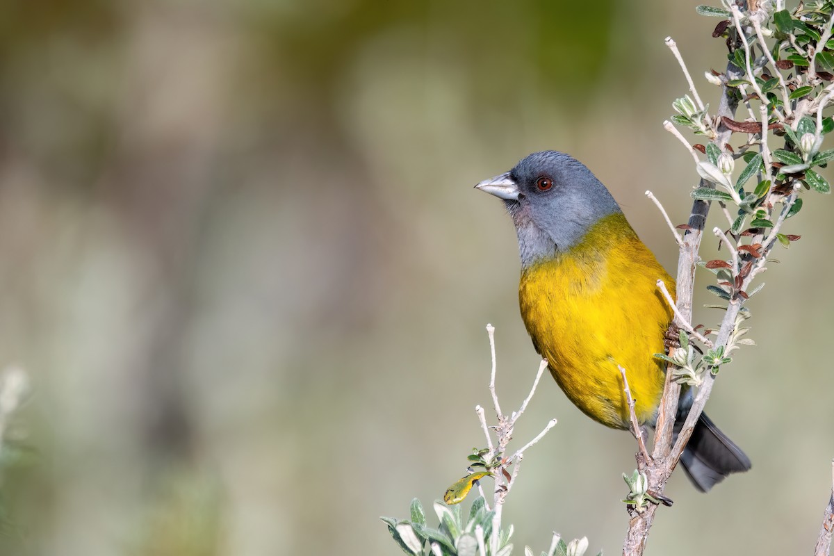 Patagonian Sierra Finch - ML646060041