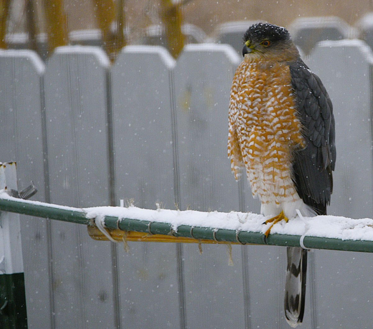 Cooper's Hawk - ML646060043