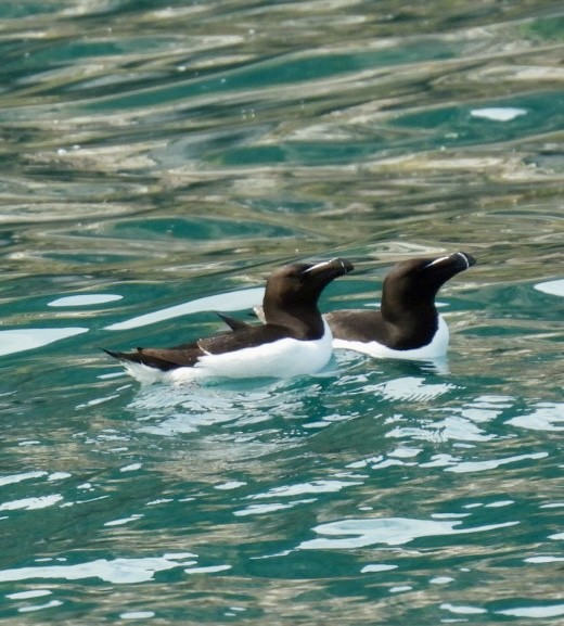 Razorbill - ML646060045