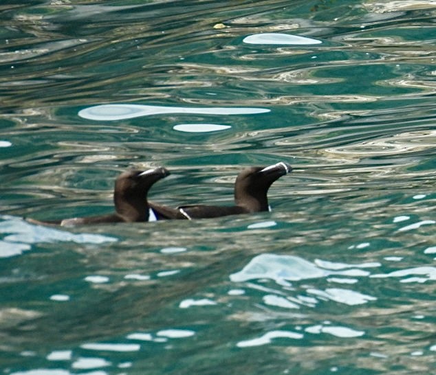 Razorbill - ML646060046