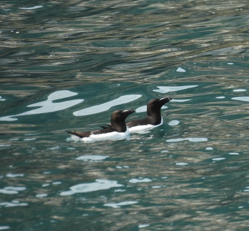 Razorbill - ML646060047