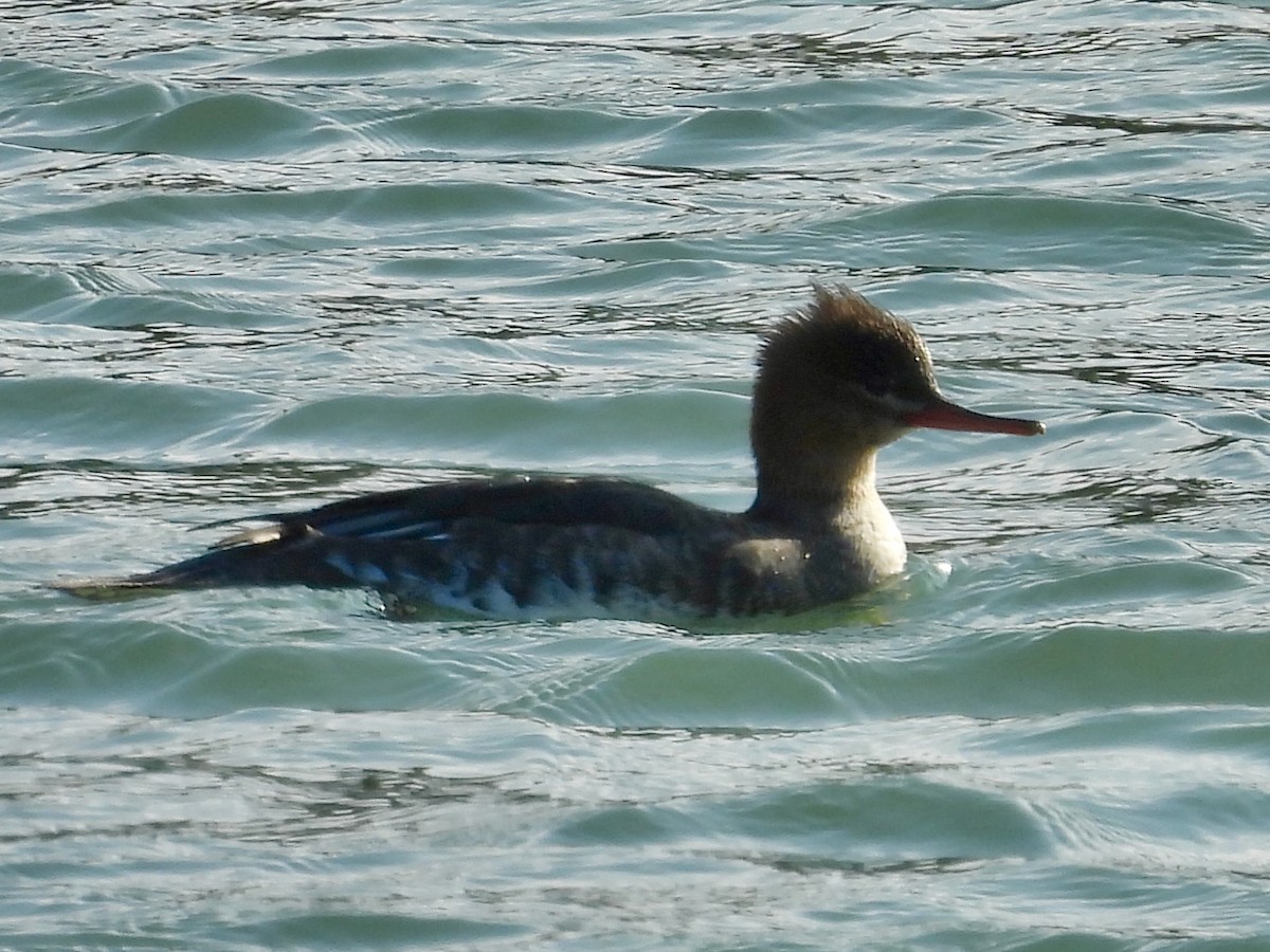 ウミアイサ - ML646060062