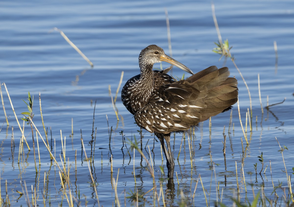 Limpkin - ML646060063