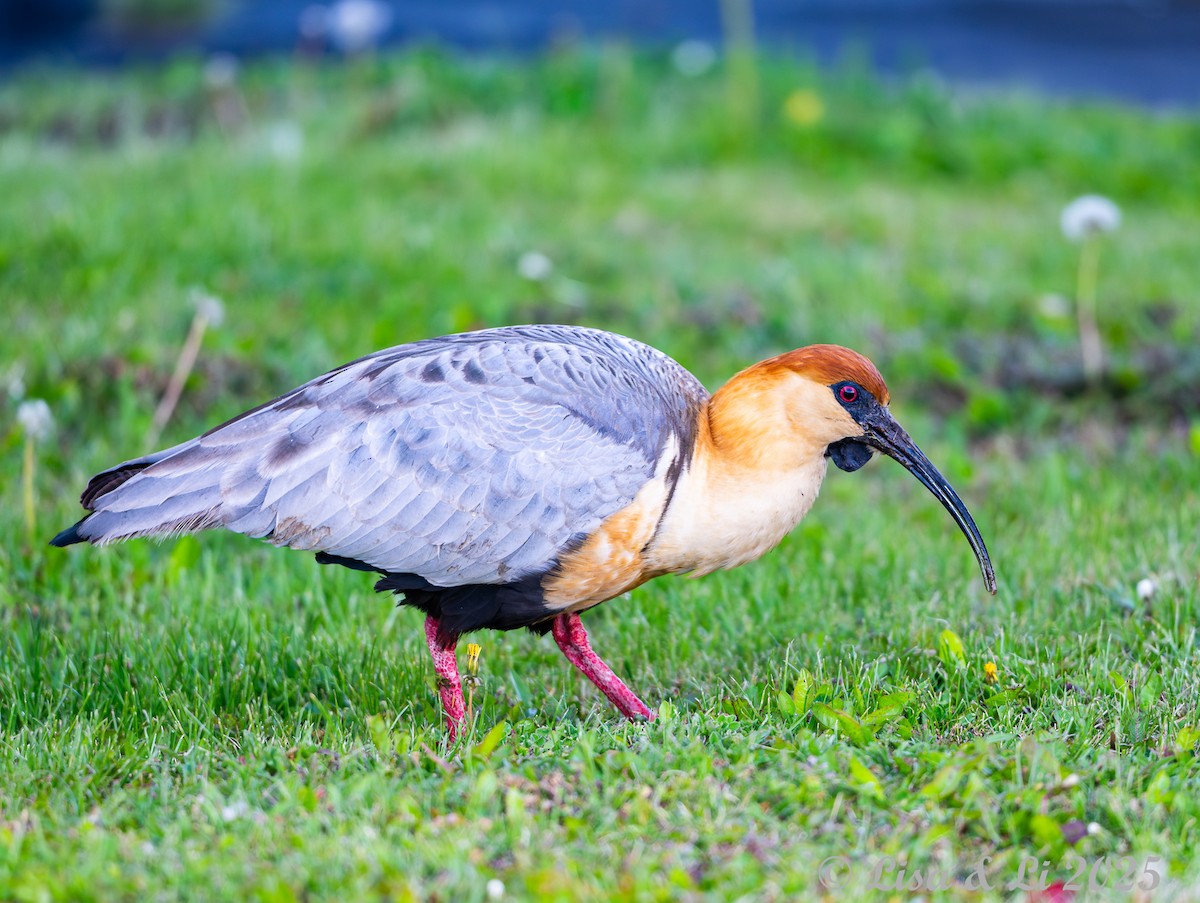 Black-faced Ibis - ML646060065