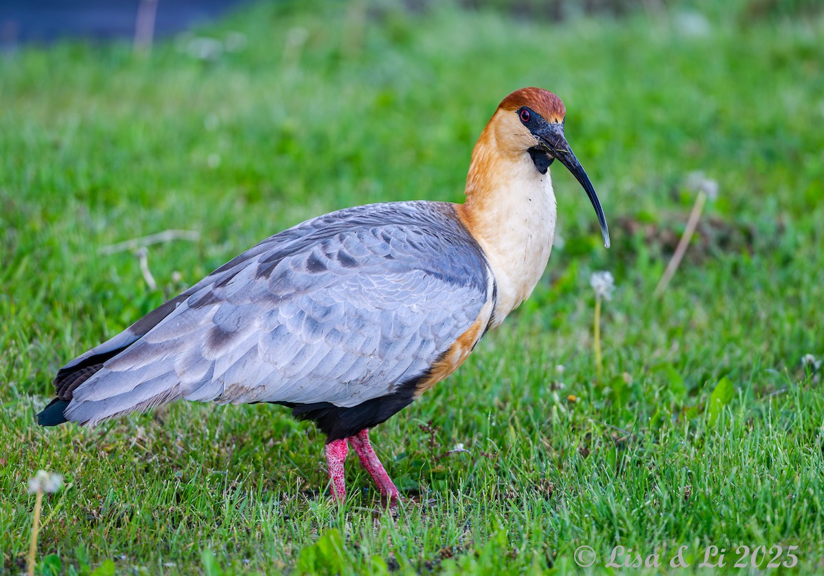 Black-faced Ibis - ML646060066