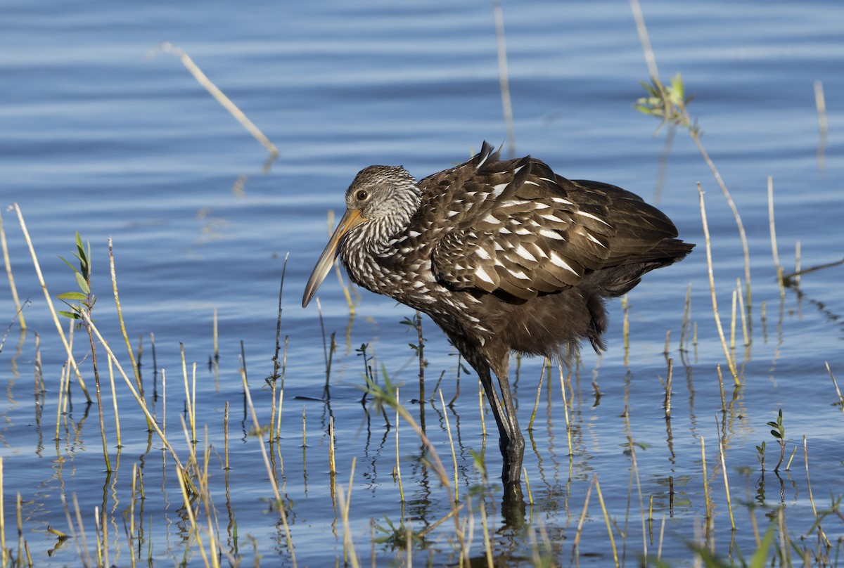 Limpkin - ML646060067