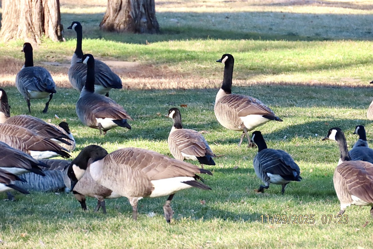 Cackling Goose - ML646060070