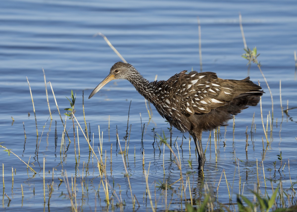 Limpkin - ML646060073