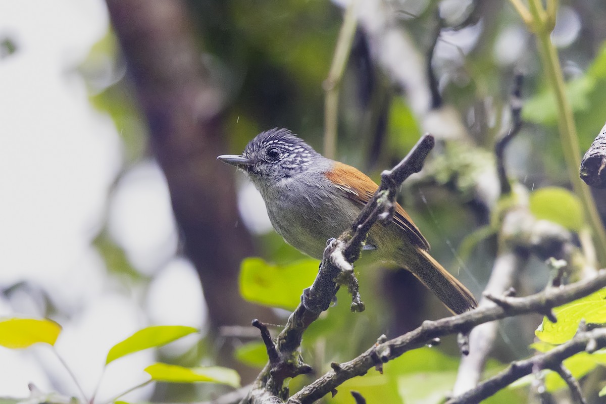 Rufous-backed Antvireo - ML646060088