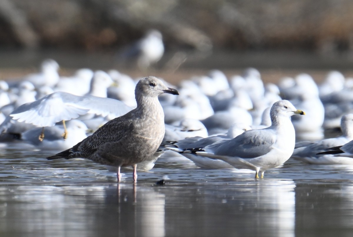 American Herring Gull - ML646060090