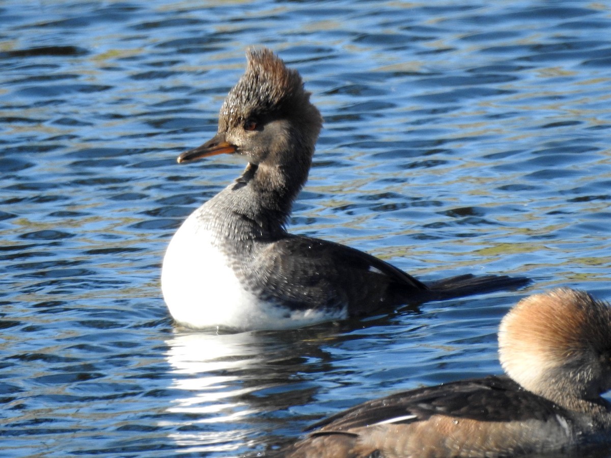 雑種 マガモ ｘ マダラガモ - ML646060091