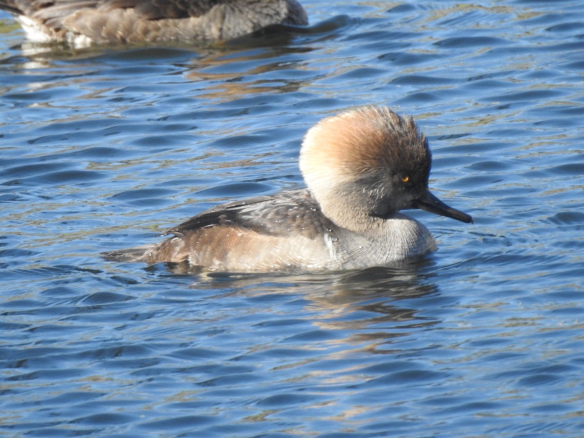 Mallard x Mottled Duck (hybrid) - ML646060092