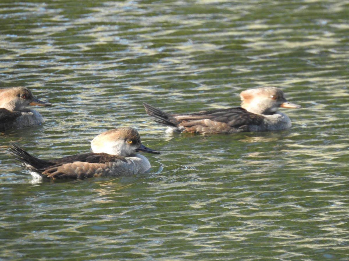 雑種 マガモ ｘ マダラガモ - ML646060093