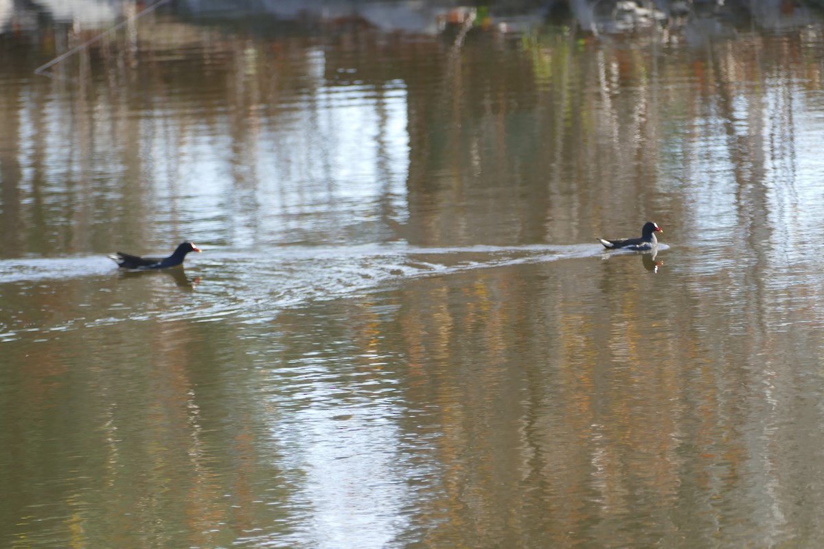 Eurasian Moorhen - ML646060109