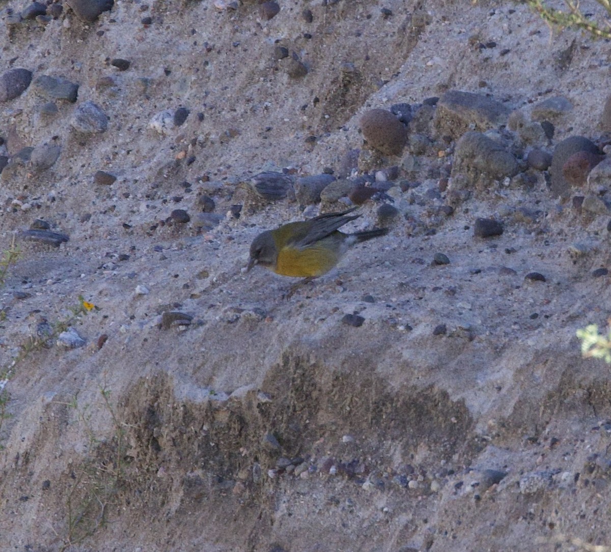 Gray-hooded Sierra Finch - ML646060114