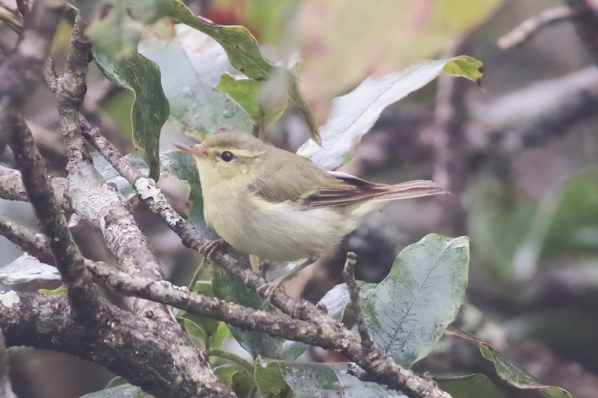 Вівчарик жовточеревий - ML646060119