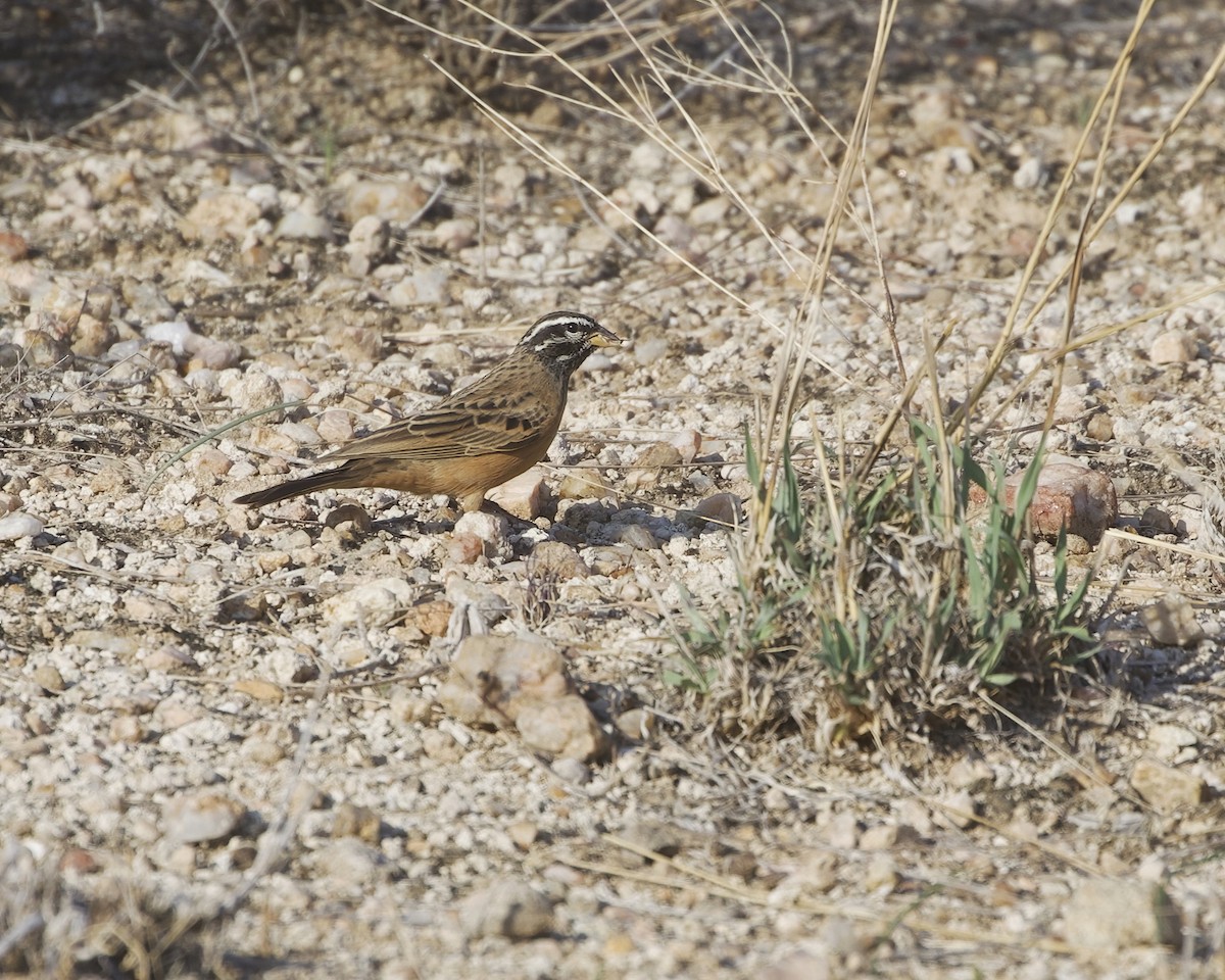 Cinnamon-breasted Bunting - ML646060122