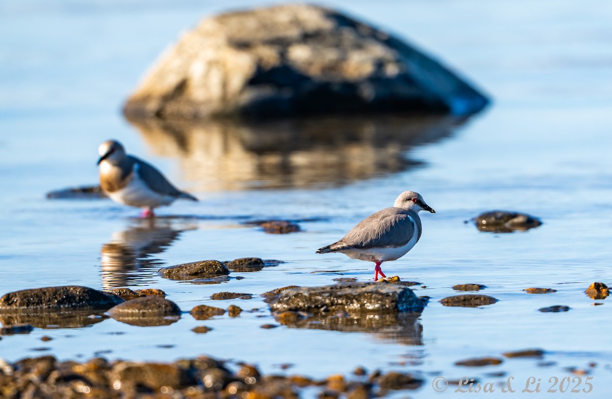 Магелланова ржанка - ML646060138