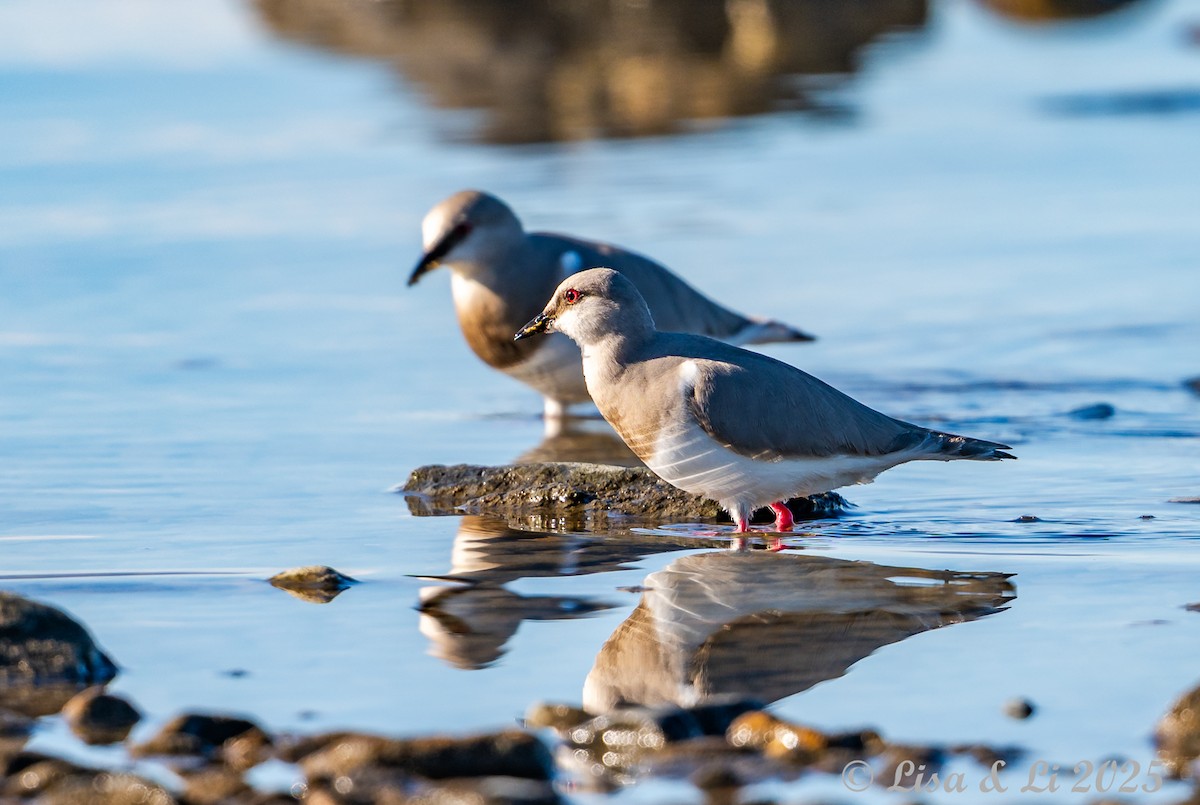 Магелланова ржанка - ML646060139