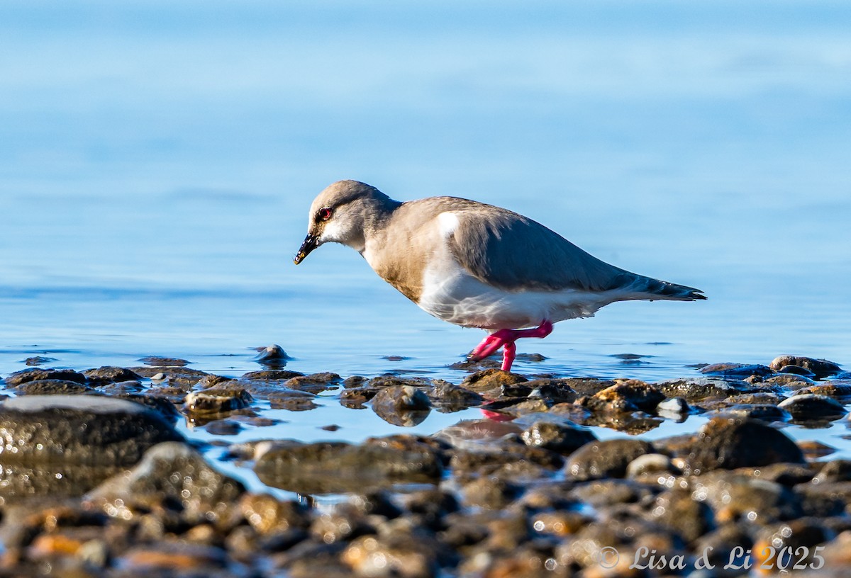 Магелланова ржанка - ML646060140