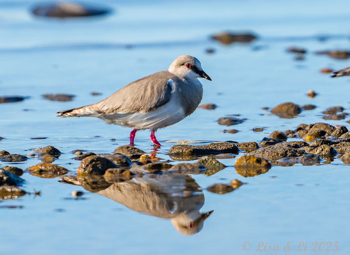 Магелланова ржанка - ML646060142