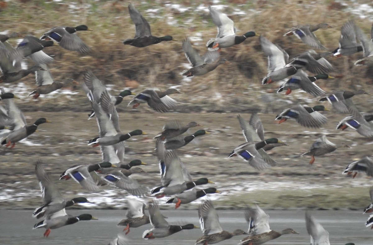 kachna divoká - ML646060144