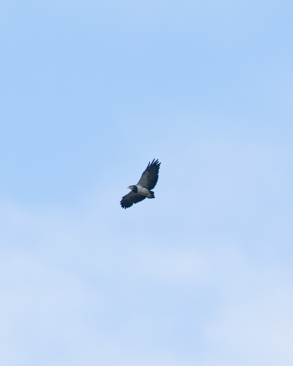 Black-chested Buzzard-Eagle - ML646060148