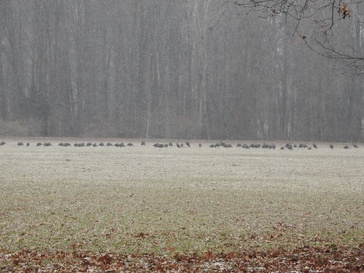 krocan divoký - ML646060149