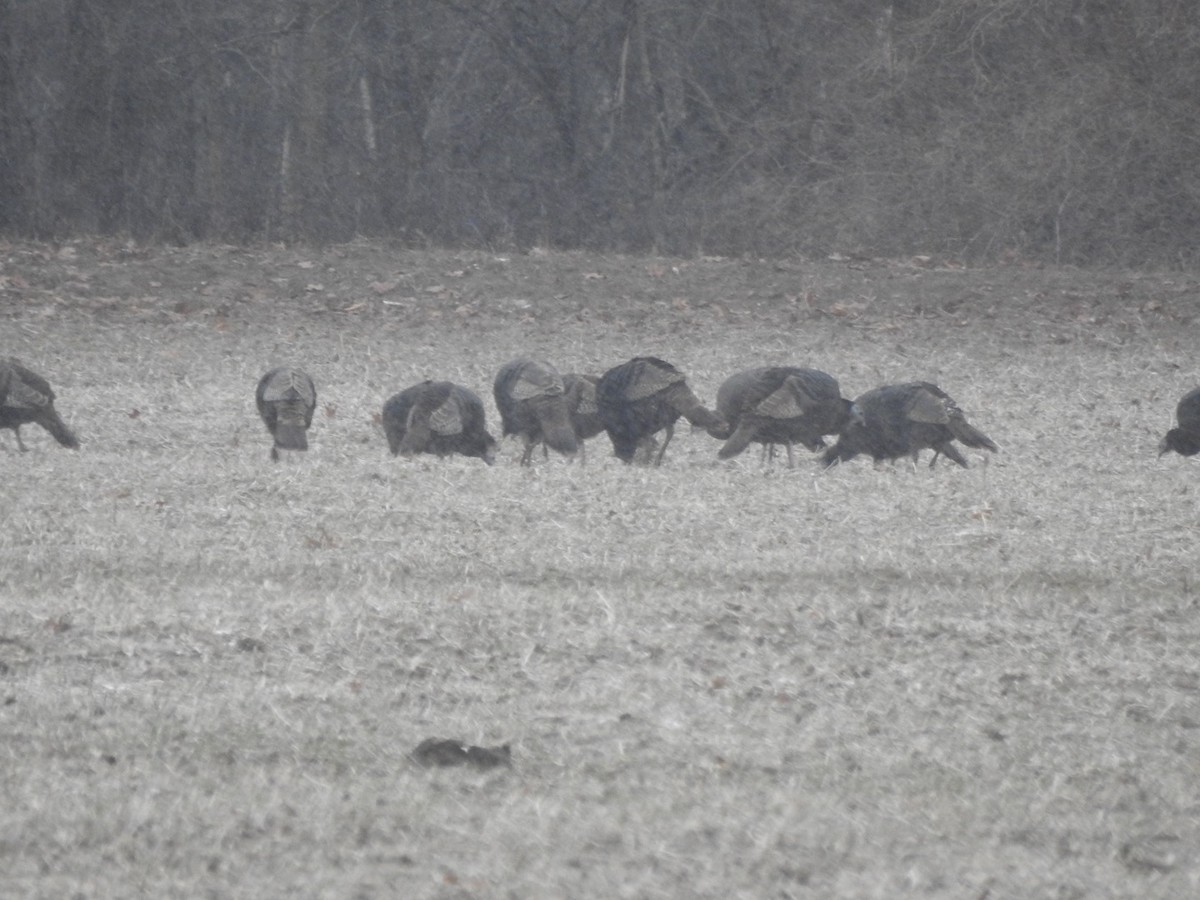 krocan divoký - ML646060150