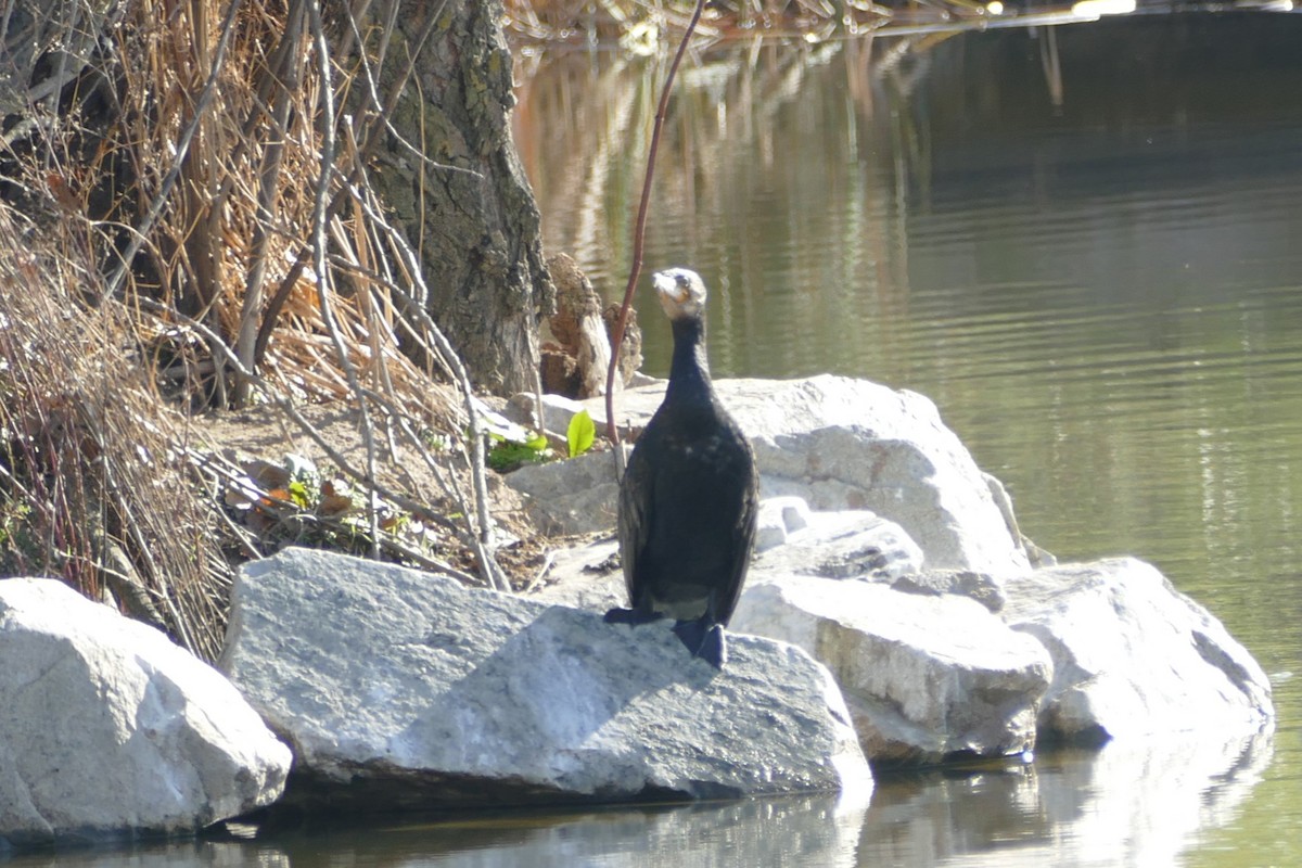 kormorán velký - ML646060153