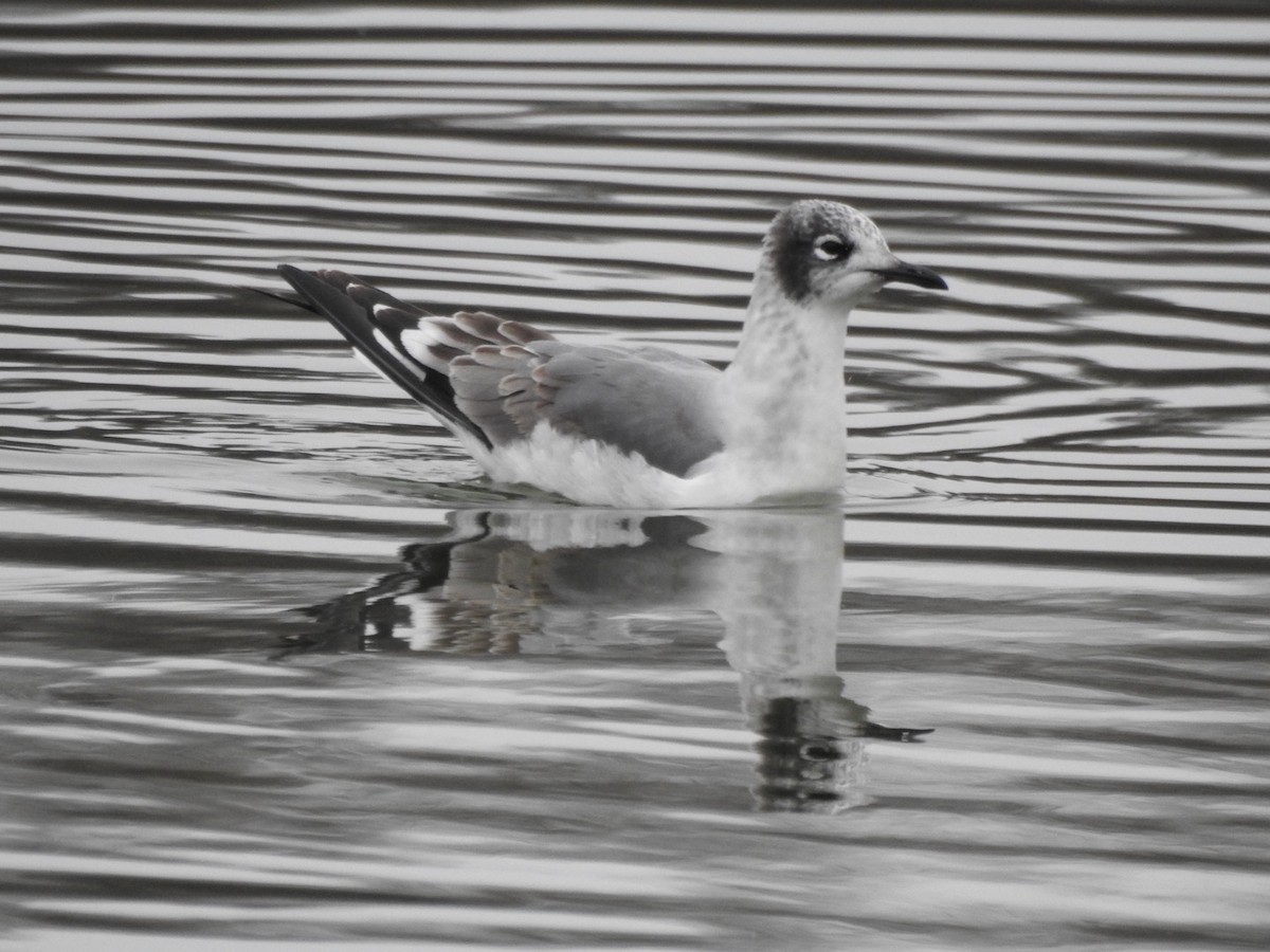 racek vnitrozemský - ML646060154