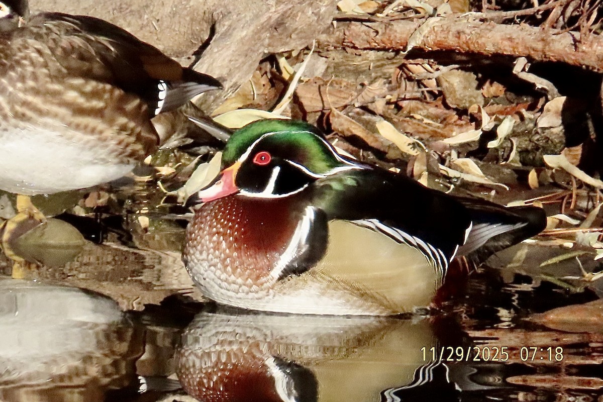 Ahate karolinarra - ML646060155