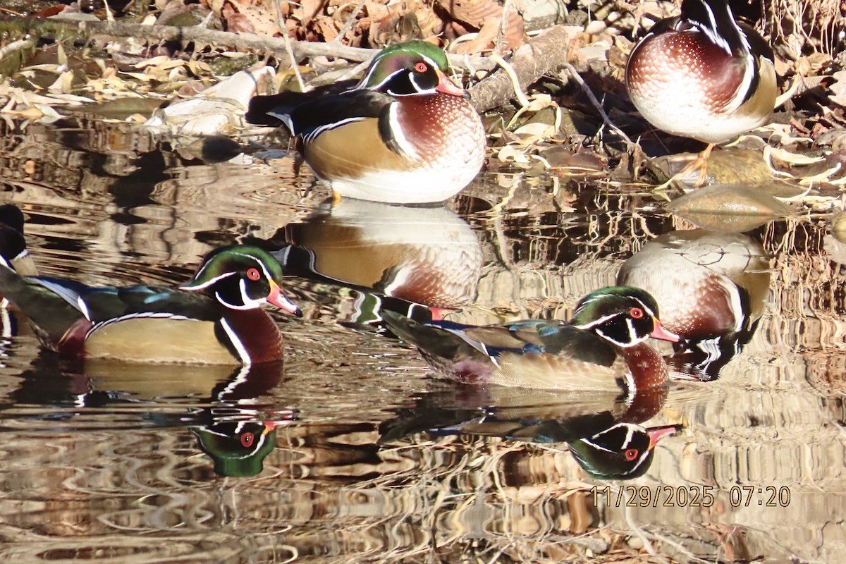 Ahate karolinarra - ML646060156