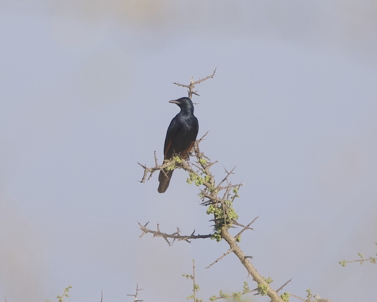 Red-winged Starling - ML646060158