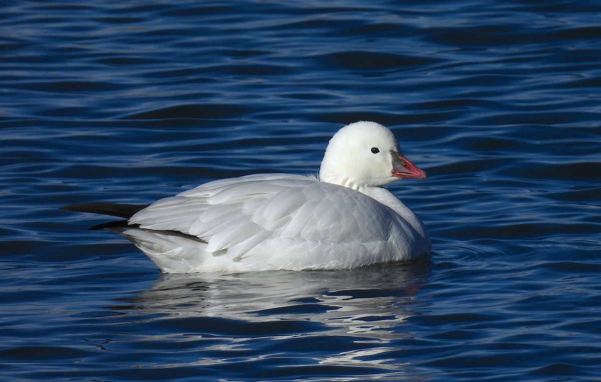 Ross's Goose - ML646060159