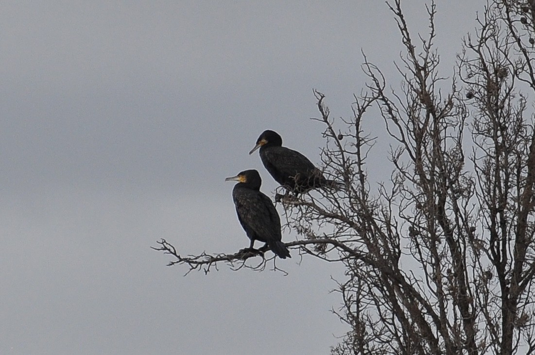 kormorán velký - ML646060160