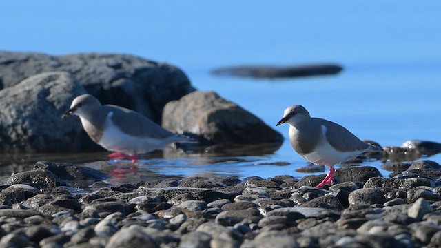 Магелланова ржанка - ML646060166