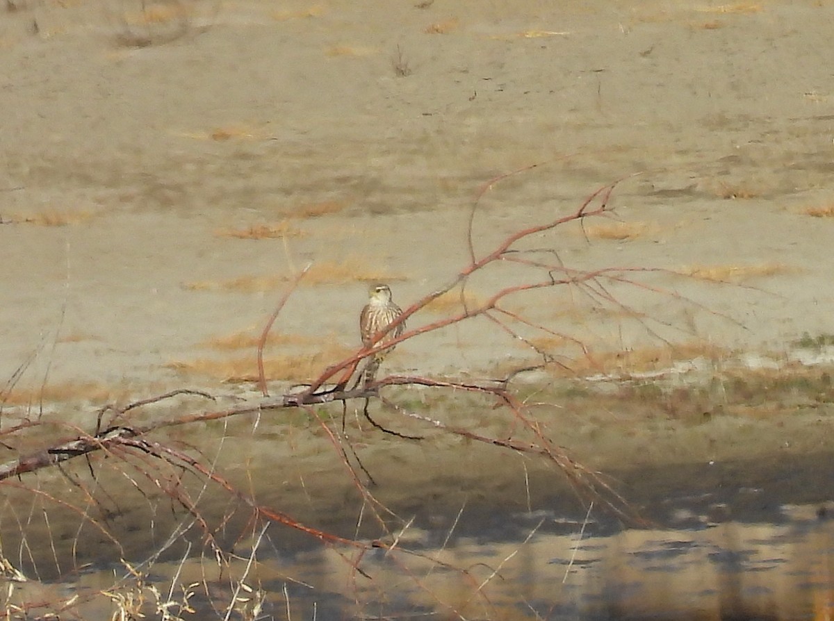 Merlin (Prairie) - ML646060167