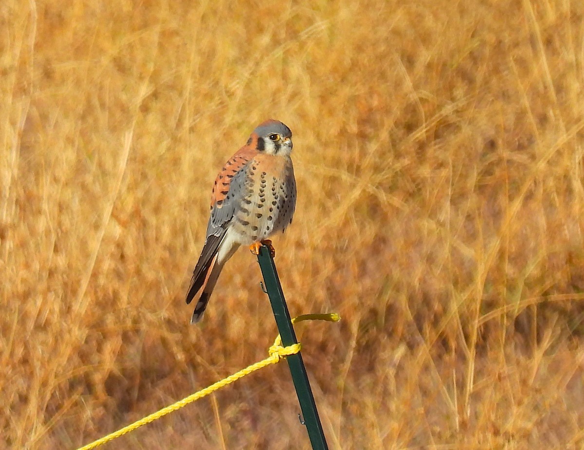 American Kestrel - ML646060171