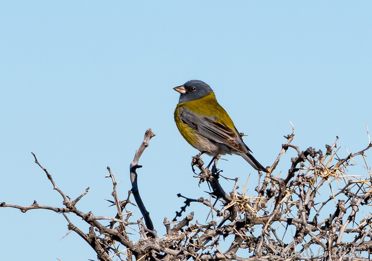 Gray-hooded Sierra Finch - ML646060186
