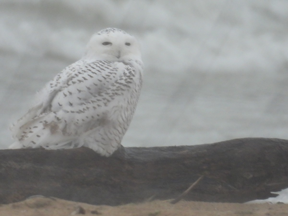 Snowy Owl - ML646060190