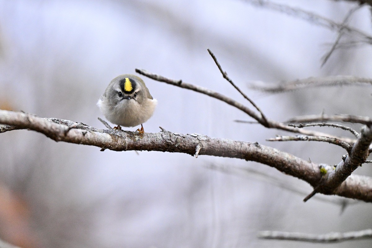 Golden-crowned Kinglet - ML646060191