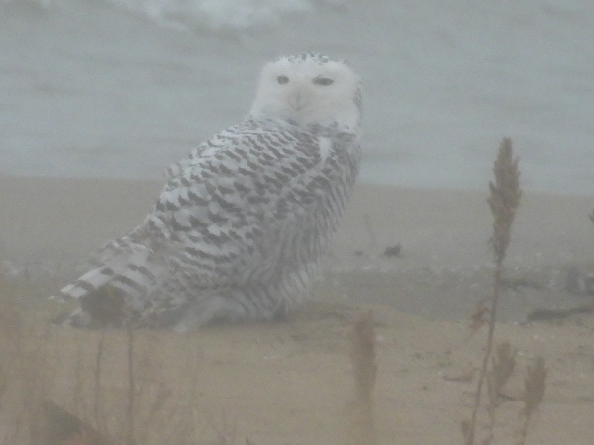 Snowy Owl - ML646060192