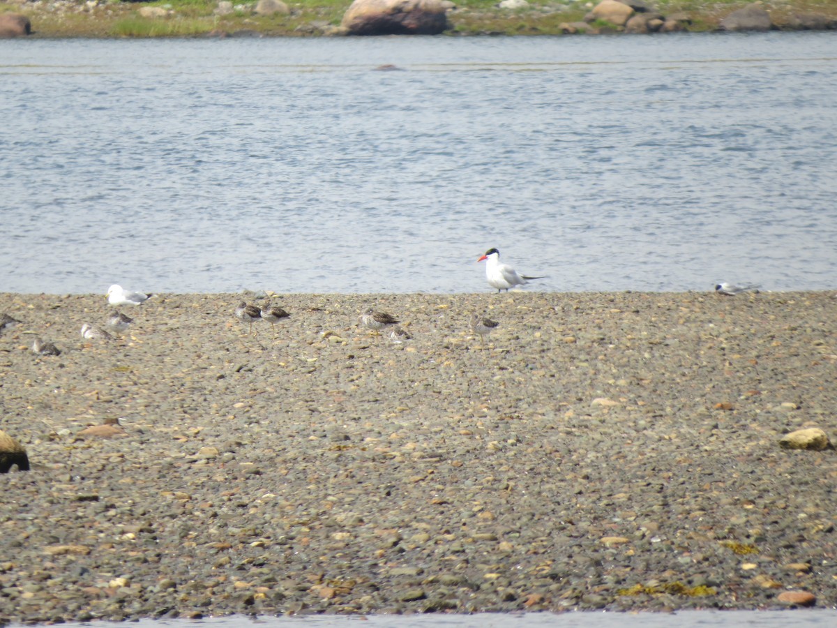 Caspian Tern - ML646060194