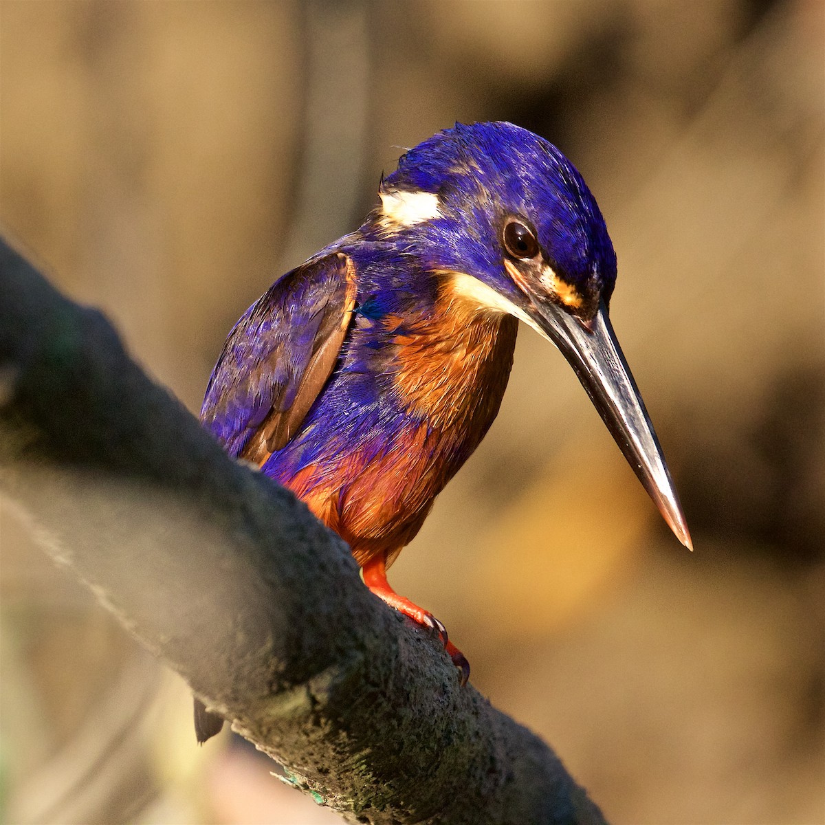 Azure Kingfisher - ML646060198