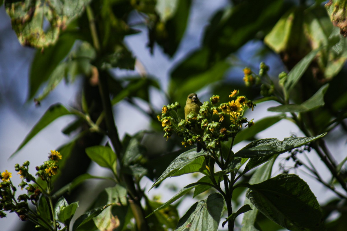 And İsketesi - ML646060199