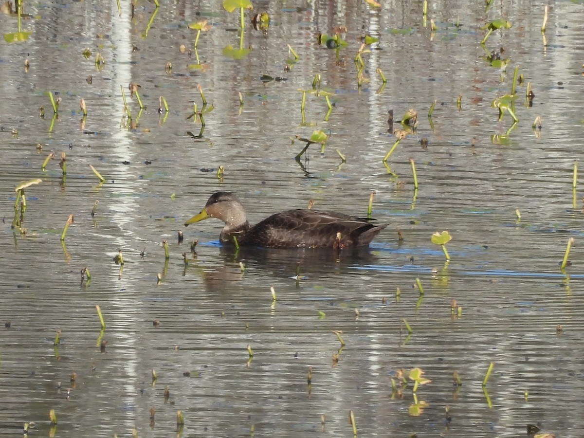 American Black Duck - ML646060214